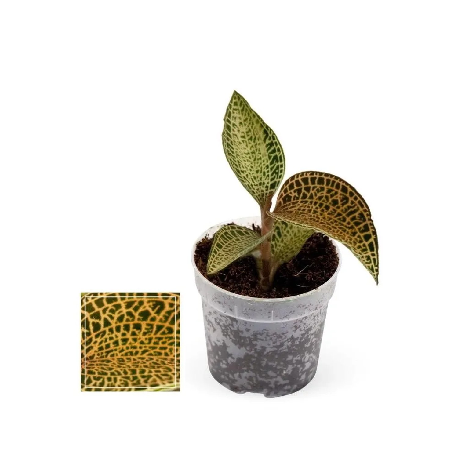 Bild von Exotenherz Juwelorchidee Ludisia Topaz Minierdorchidee mit Ausgefallenen Blättern 6cm Topf