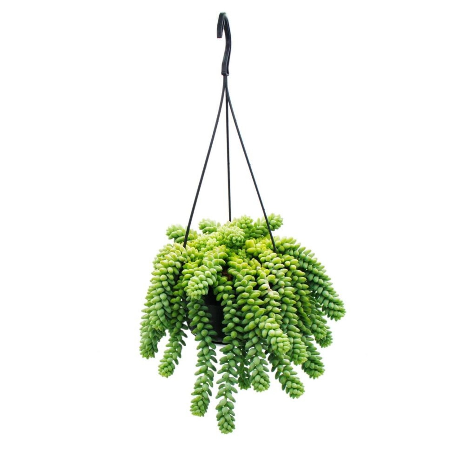 Bild von Exotenherz Sedum Morganianum 'Burrito' Affenschaukel 14cm Ampeltopf Hängende Sukkulente