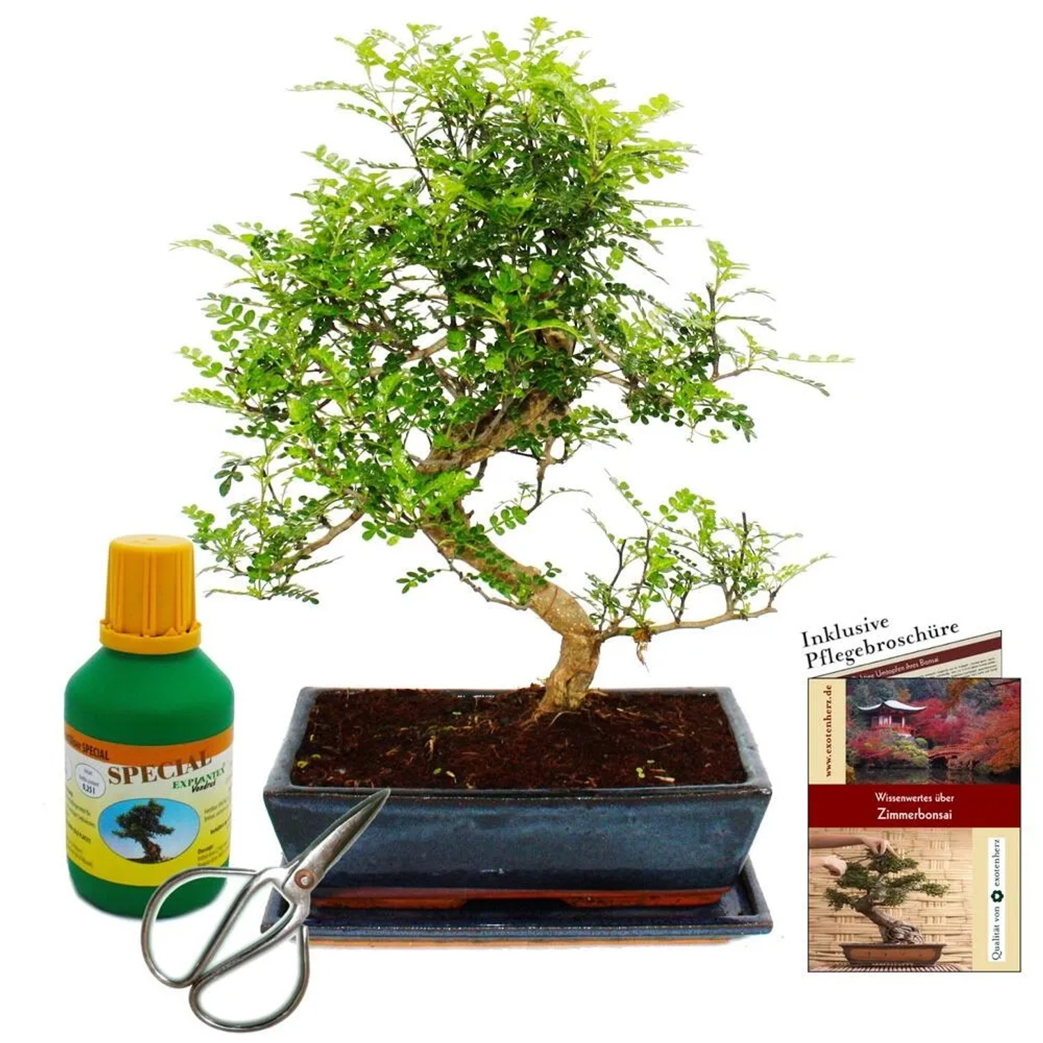 Bild von Exotenherz Bonsai Zanthoxylum Piperitum ca. 12-15 Jahre 30cm Schale Geschenkset mit Dünger & Schere