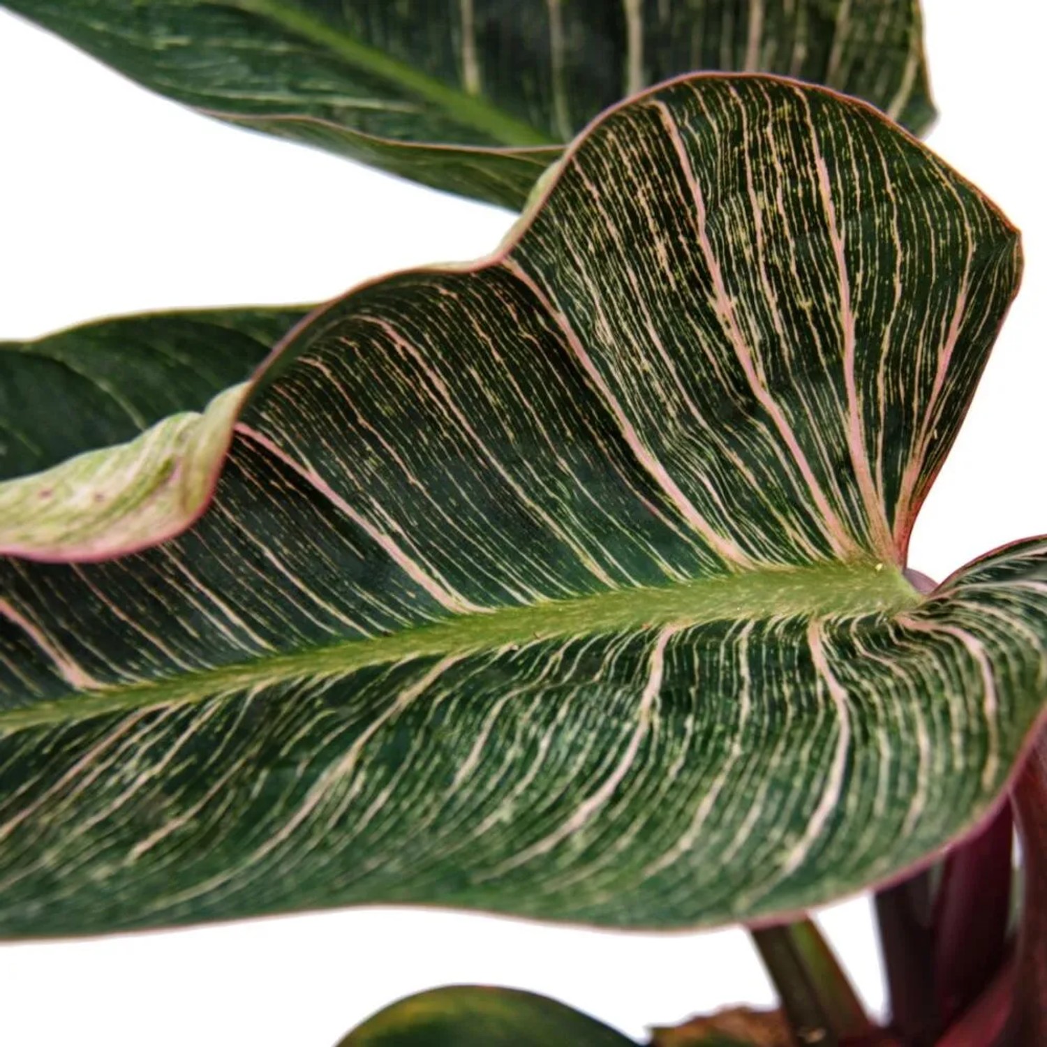 Bild von Exotenherz Philodendron Erubescens Pink Bikini Rosa Gestreifter Baumfreund 14cm Topf