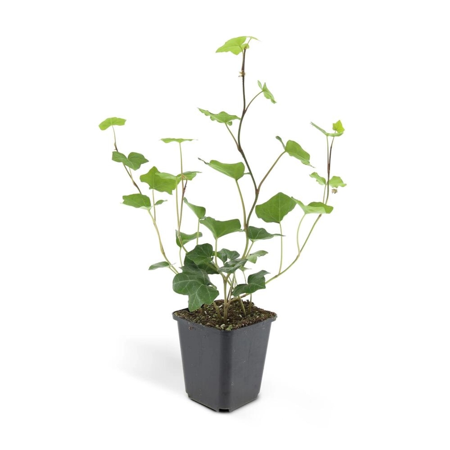 Bild von Exotenherz Bodendecker Irischer Efeu Hedera Hibernica 9cm Topf Set mit 12 Pflanzen