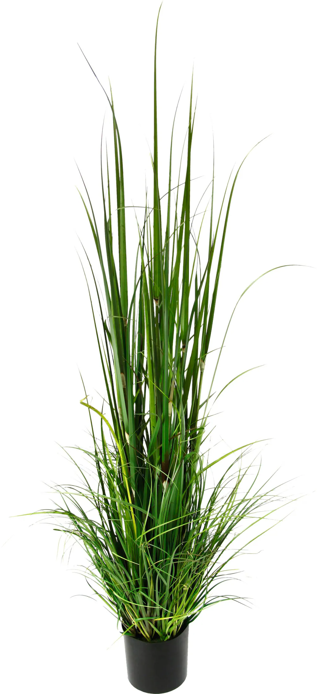 Bild von Kunstpflanze Gras im Topf Gras, I.GE.A., Höhe 165 cm