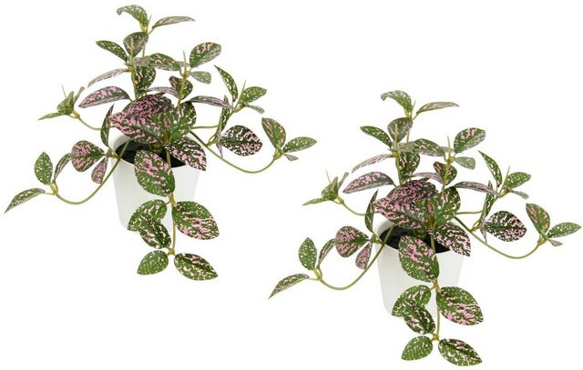 Bild von Kunstpflanze Künstliche Zimmerpflanze mini Aucuba im Topf Pflanze, I.GE.A., Höhe 14 cm, Seidenblumen Hängepflanzen rankende Blattpflanze hängend Grünpflanzen