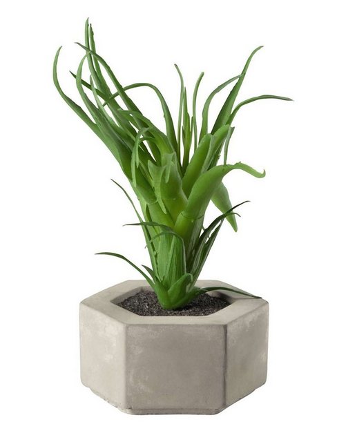 Bild von Kunstpflanze Maxi Sukkulente I im grauen Betontopf grün 9 cm, ASA SELECTION, Höhe 80 cm