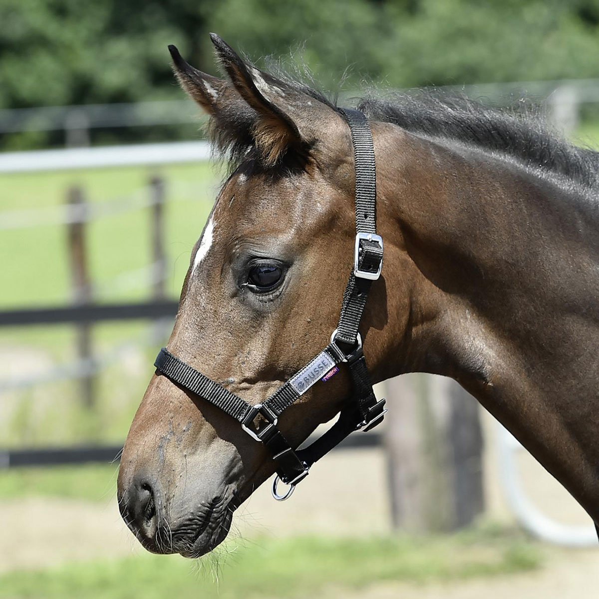 Bild von Busse Halfter Fohlen, royalblau
