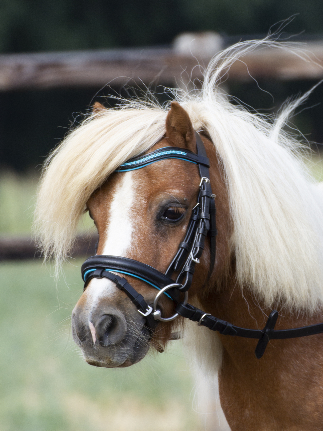 Bild von Busse Trense LITTLE