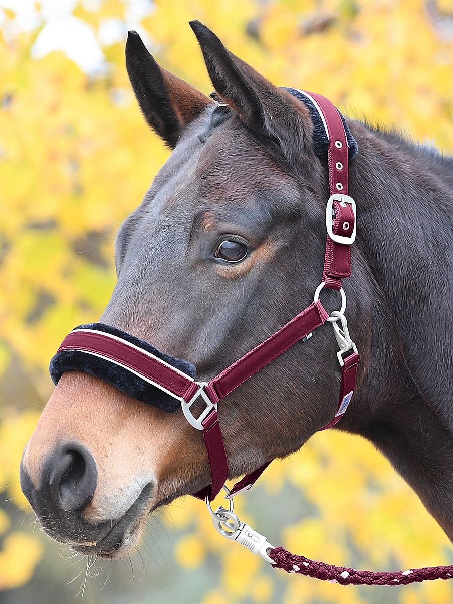 Bild von Busse Halfter IDEAL, bordeaux-silber WB