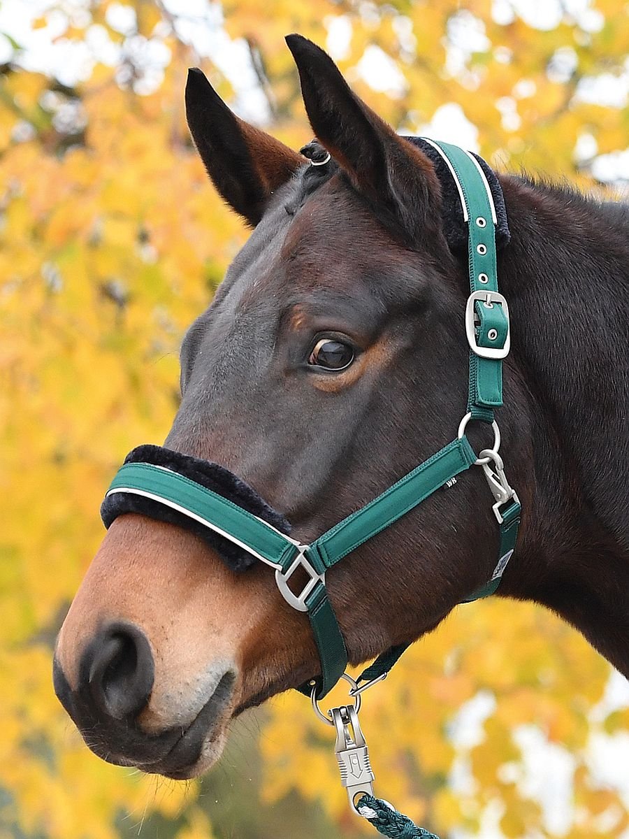 Bild von Busse Halfter IDEAL, tanne-silber WB