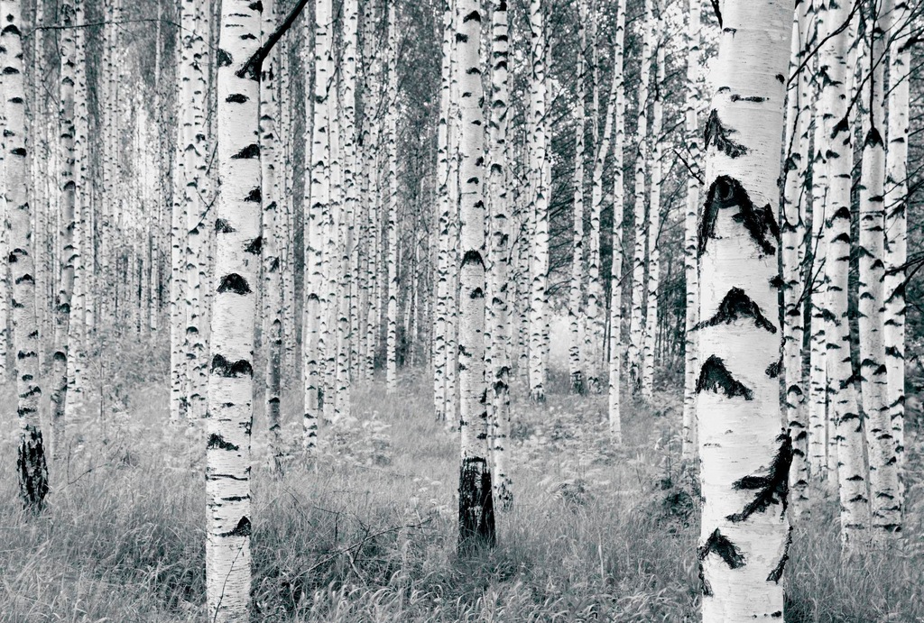 Bild von Komar Vliestapete Digitaldruck Vlies - Woods - Größe 400 x 270 cm, glatt, bedruckt, Wohnzimmer, Schlafzimmer