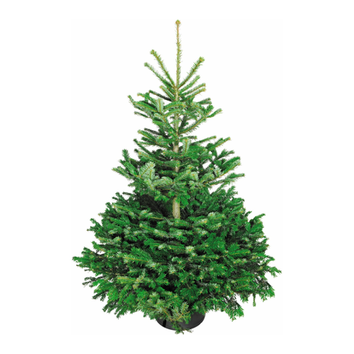 Bild von Weihnachtsbaum Echte Nordmanntanne 150 - 175 cm hoch gesägt