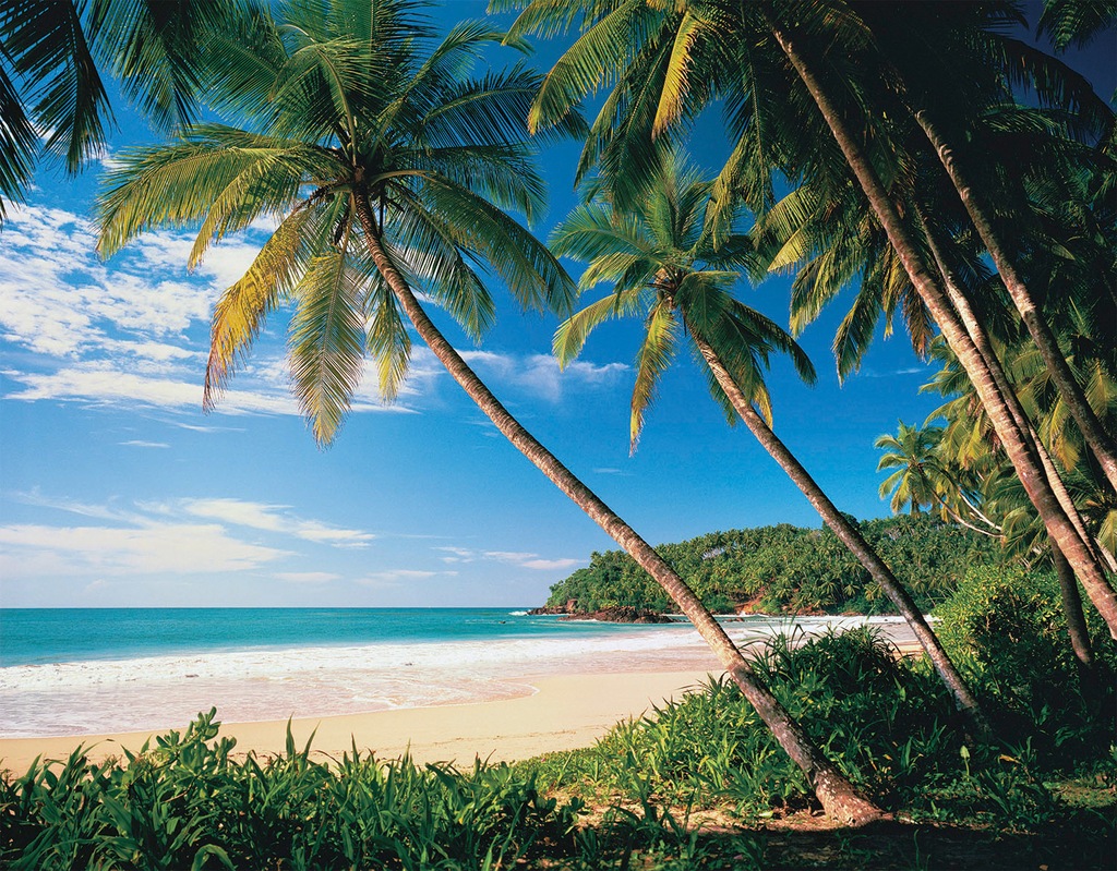 Bild von Papermoon Fototapete Palmbeach, glatt