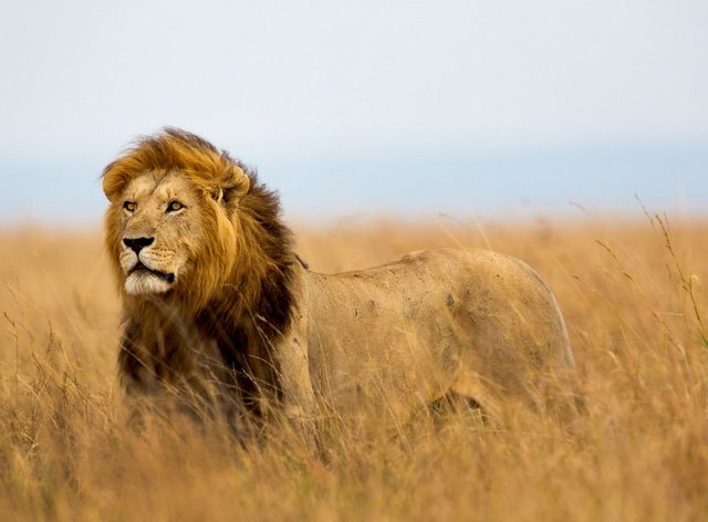 Bild von Papermoon Fototapete Lion in Masai Mara Kenya, glatt