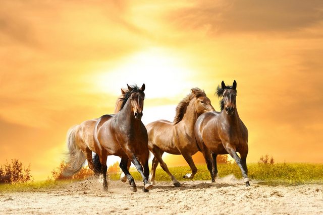 Bild von Papermoon Fototapete Horses Run in Sunset, glatt