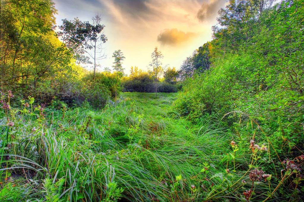 Bild von Papermoon Fototapete "Grüne Wiese"