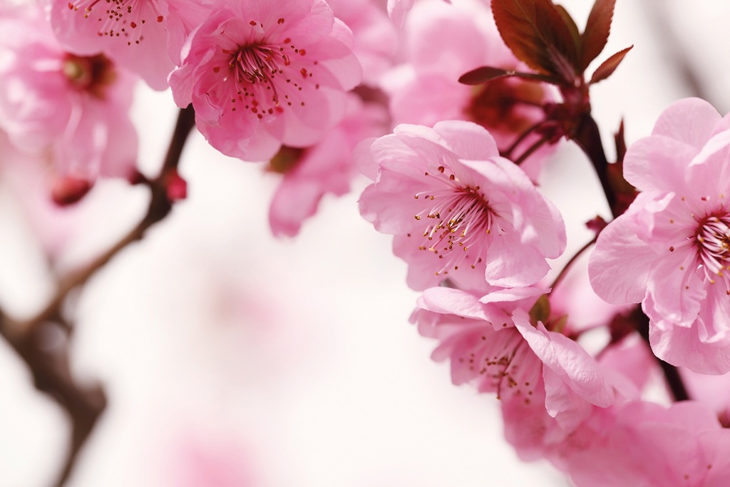 Bild von Papermoon Fototapete Peach Blossom, glatt