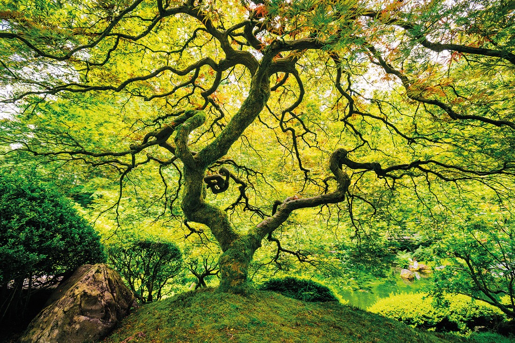 Bild von Papermoon Fototapete Japanese Maple Tree, glatt