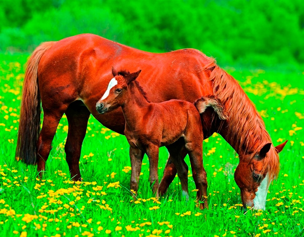 Bild von Papermoon Fototapete Horses, glatt