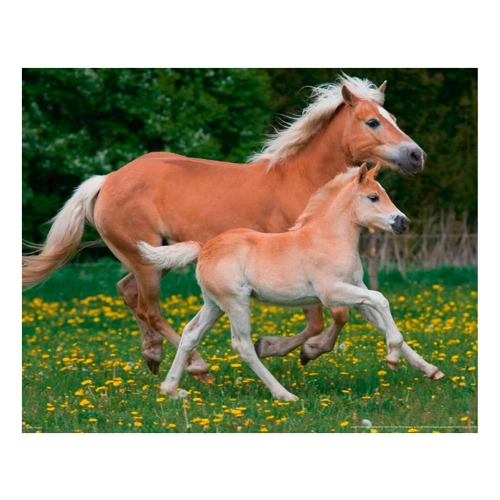 Bild von Papermoon Fototapete Horses - die perfekte Wandgestaltung