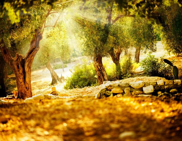 Bild von Papermoon Fototapete Olive Trees, glatt