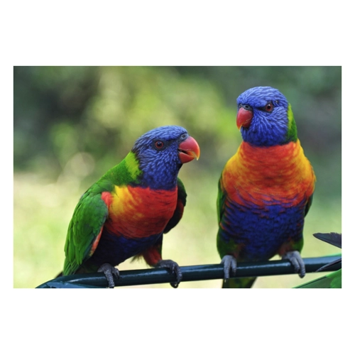 Bild von Papermoon Fototapete »Rainbow Lorikeets Birds«