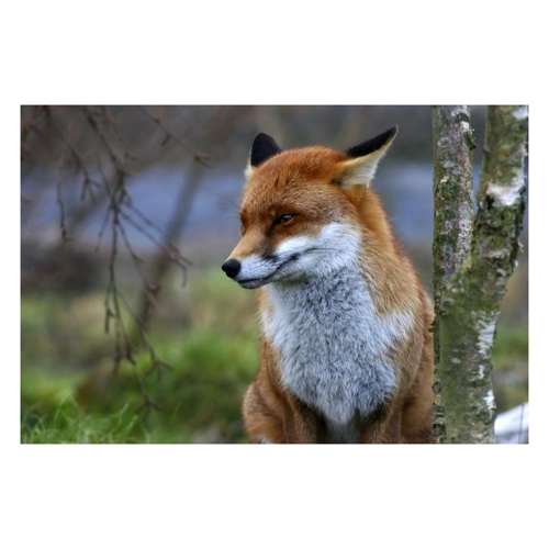 Bild von Papermoon Fototapete "Red Fox" – Ein Blickfang für Ihre Wände