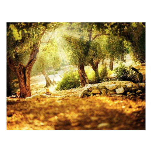 Bild von Papermoon Fototapete Olive Trees – Natur trifft auf Eleganz