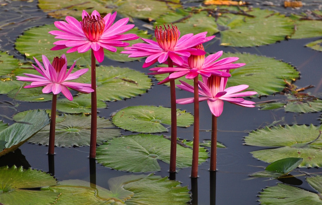 Bild von Papermoon Fototapete "Rosa Lotus"