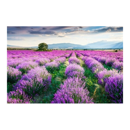 Bild von Papermoon Fototapete "Lavende Garten"