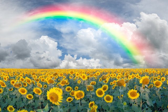 Bild von Papermoon Fototapete Rainbow Sunflowers, glatt