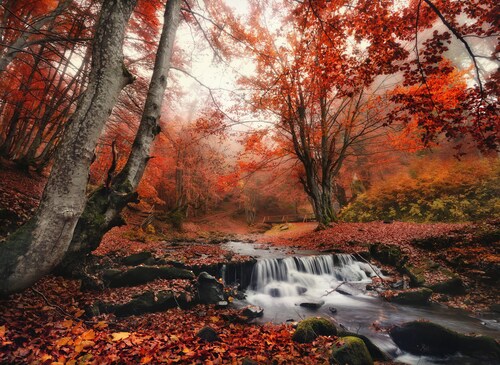 Bild von Papermoon Fototapete Foggy Forest Creek, glatt
