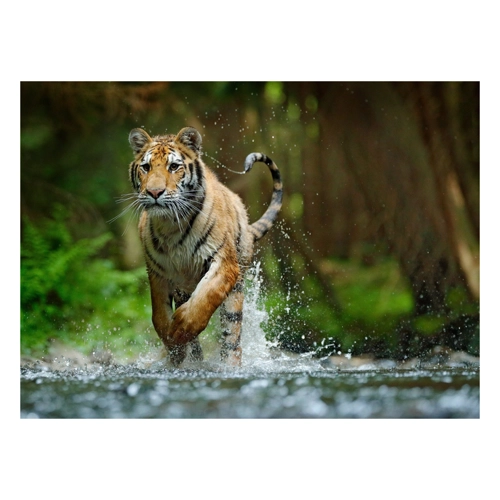 Bild von Papermoon Fototapete "Siberian Amur Tiger" - Eine stilvolle Wandgestaltung