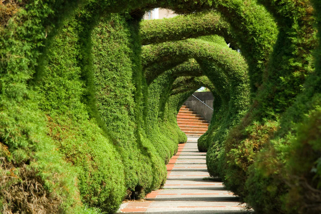 Bild von Papermoon Fototapete "Wacholder-Skulpturengarten"