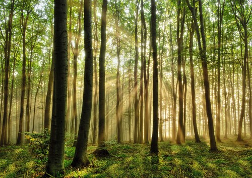 Bild von Papermoon Fototapete Forest, glatt
