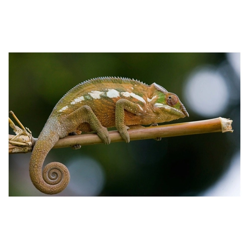 Bild von Papermoon Fototapete Chamäleon - Ein farbenfrohes Wanddesign