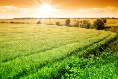 Bild von Papermoon Fototapete Field of Fresh Grain, glatt