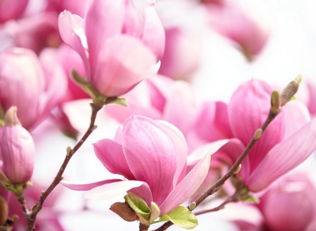 Bild von Papermoon Fototapete Pink Magnolia, glatt