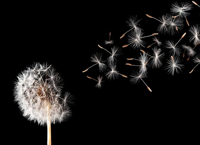 Bild von Papermoon Fototapete Dandelion, glatt