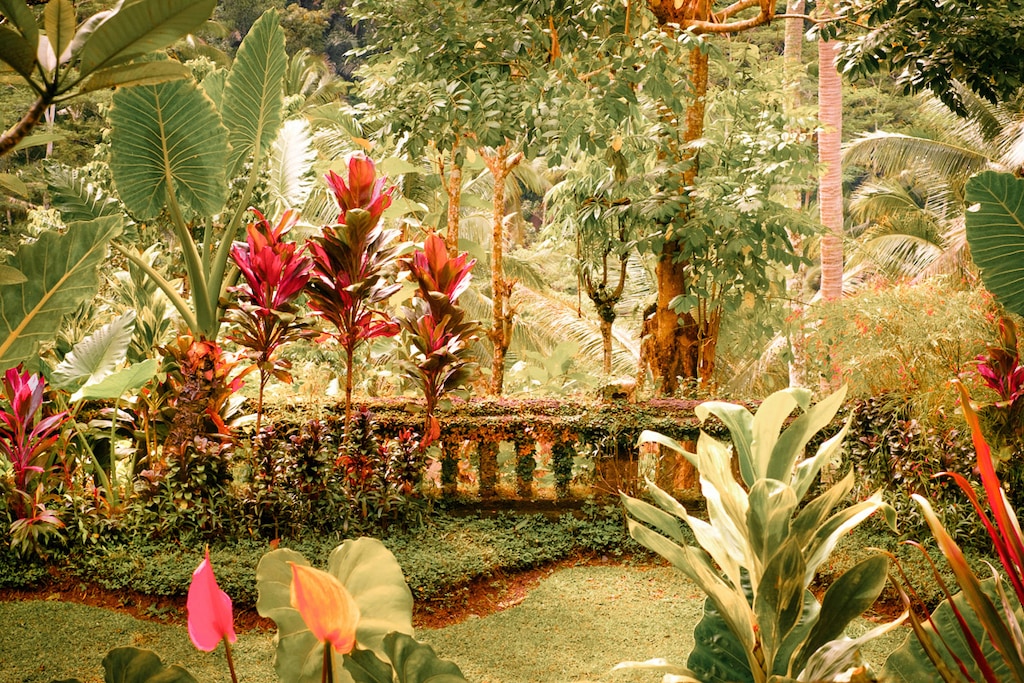 Bild von Papermoon Fototapete "Fantasie tropischer Garten"