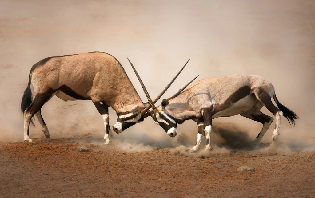 Bild von Papermoon Fototapete "Gemsbocks Fight"