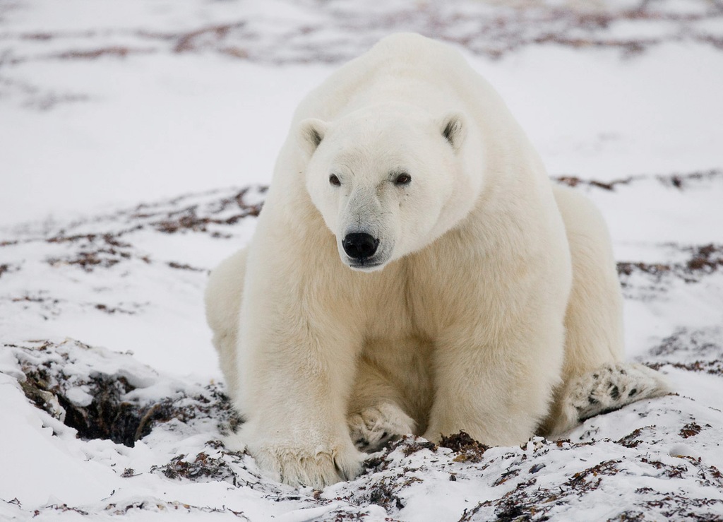 Bild von Papermoon Fototapete "Eisbär"