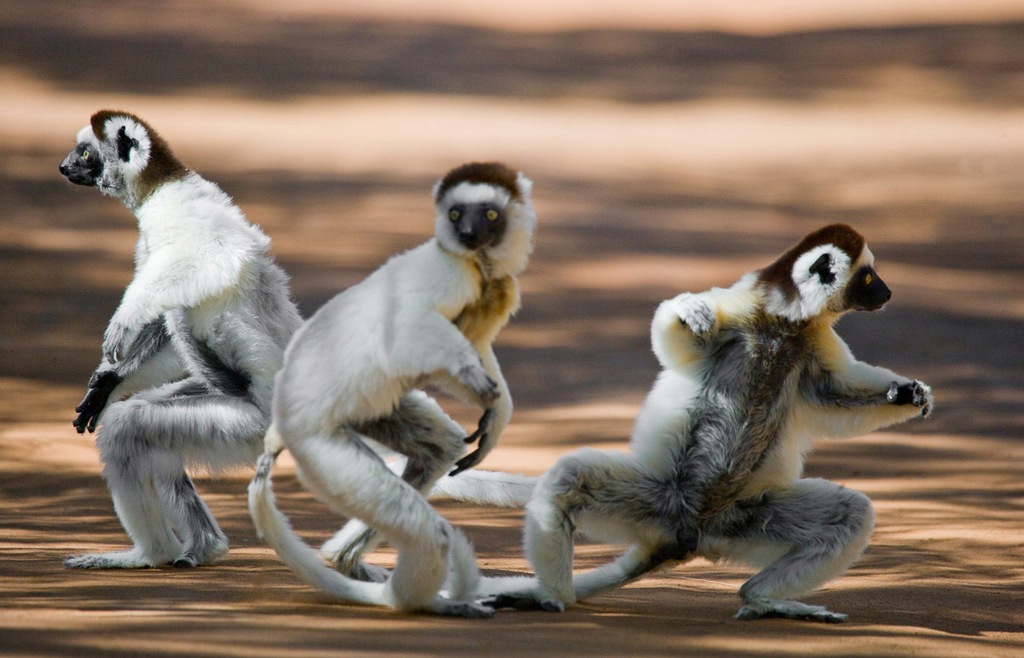 Bild von Papermoon Fototapete "Tanzende Sifakas"
