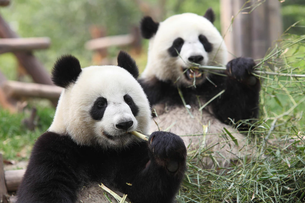 Bild von Papermoon Fototapete "Riesige Pandas"