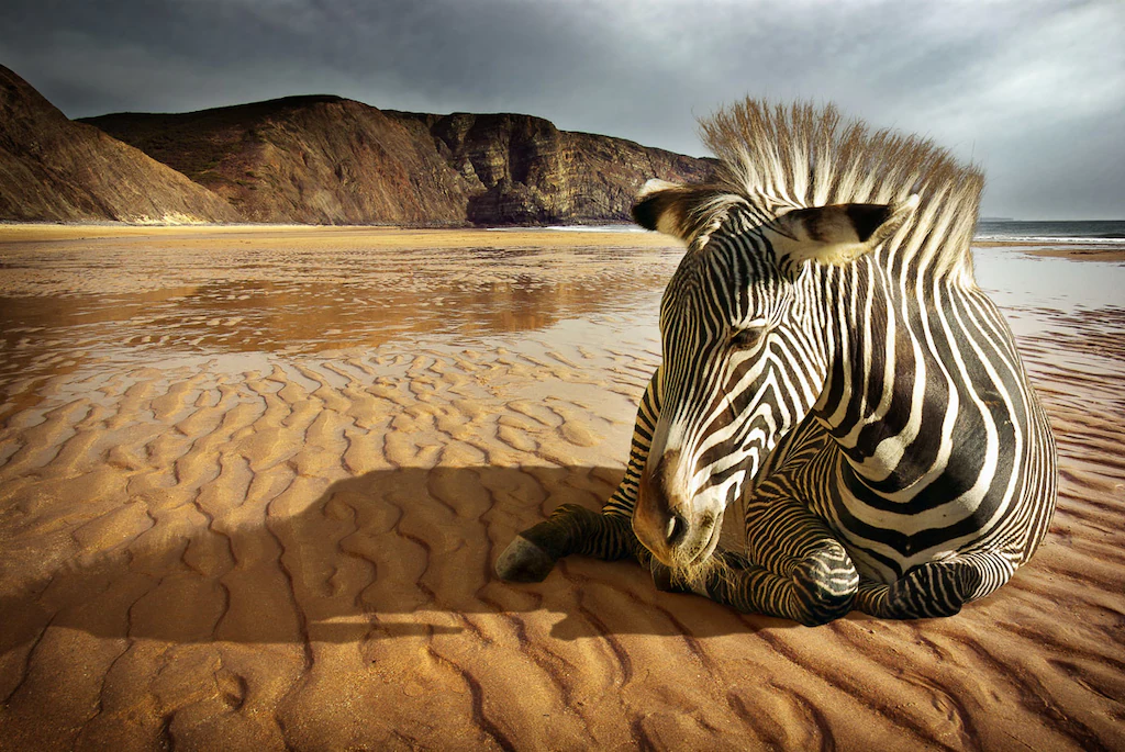 Bild von Papermoon Fototapete "Strandzebra"