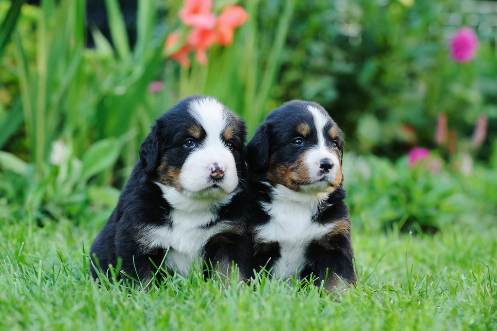 Bild von Papermoon Fototapete "Berner Sennenhunde"