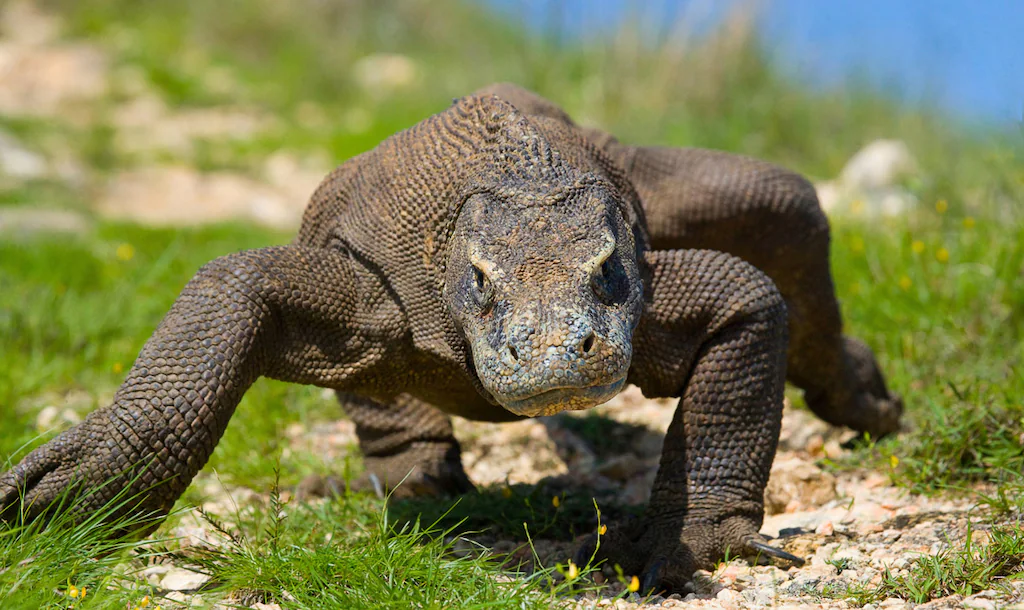 Bild von Papermoon Fototapete "Komodo Drache"