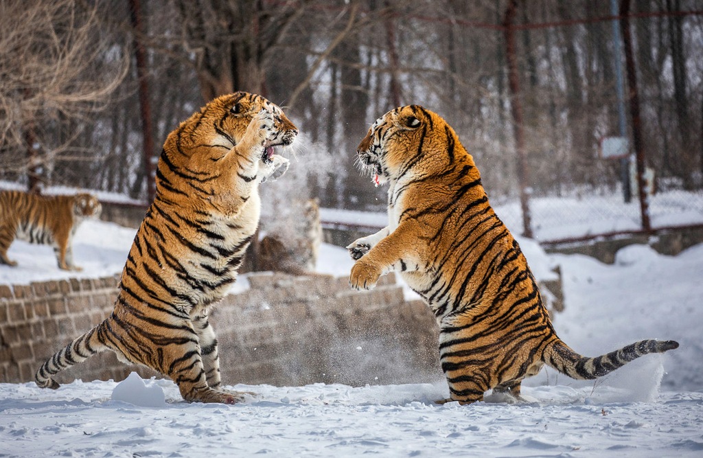 Bild von Papermoon Fototapete "Kampf gegen Sibirische Tiger"