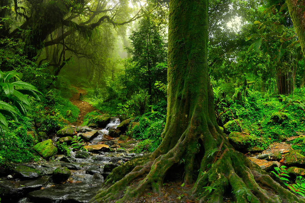Bild von Papermoon Fototapete "Tropischer Jubgle Stream"