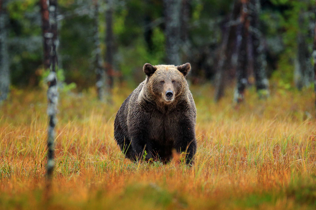 Bild von Papermoon Fototapete "Braunbär"