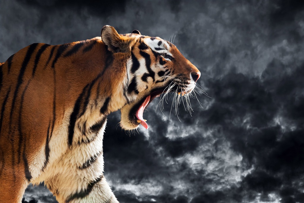 Bild von Papermoon Fototapete "Brüllender wilder Tiger"