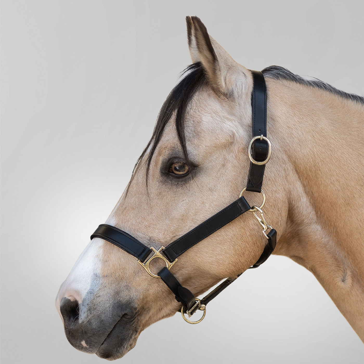 Bild von Waldhausen GmbH Waldhausen STAR Lederhalfter Robust Pony
